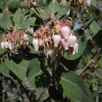 Whiteleaf Manzanita Plant Seeds for Garden Planting - NON GMO Seeds for planting in home garden