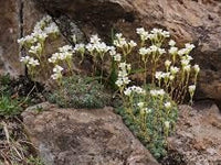 White Blush Saxifraga Flower Seeds for Planting, 100 pcs