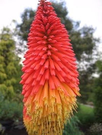 Heirloom Non-GMO Red Yellow Kniphofia Flower Seeds for Planting – Vibrant Torch-Lily Blooming Seeds