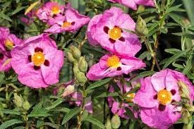 CISTUS Flower Seeds for Planting - 100 pcs