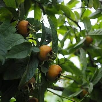 Medlar Showy Mespilus Fruit Seeds 100 Pcs pcs