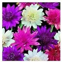 Mixed Xeranthemum Flower Seeds - 100 pcs