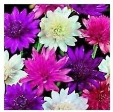 100 Pcs