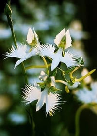 Heron Orchid Flower Seeds for Planting - 100 pcs