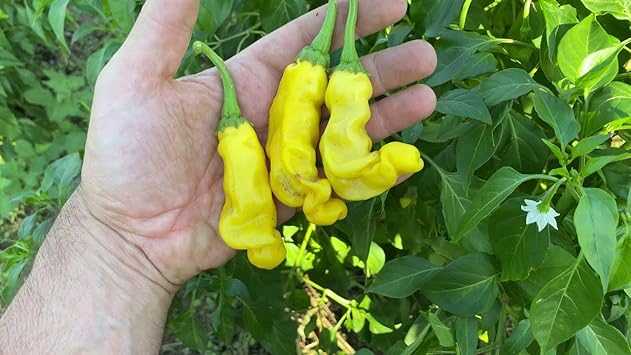 Peter Pepper Vegetable Seeds for Planting - 100 Pcs pcs