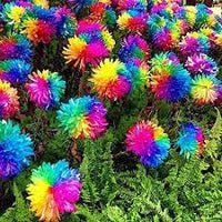 Crisantemos Flower Seeds for Planting – Organic, Heirloom, Non-GMO Chrysanthemum Seeds