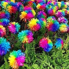 Crisantemos Flower Seeds for Planting ƒ?? Organic, Heirloom, Non-GMO Chrysanthemum Seeds