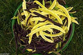 Yellow Black Bacau Beans Phaseolus vulgaris seeds for home garden