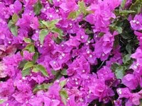 Bougainvillea Spectabilis Flower Seeds for Planting - Heirloom and Non-GMO Garden Seeds for planting in home garden