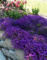 Cress Seeds for Planting – Organic, Heirloom, Non-GMO Flower Seeds