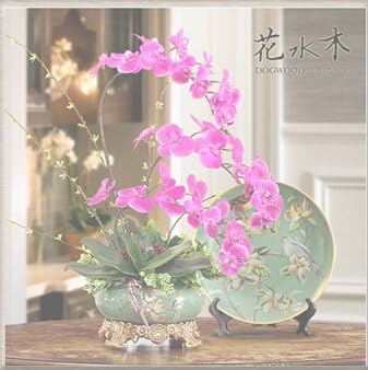 Heirloom Non-GMO Pink Hydroponic Orchid Flower Seeds for Garden Planting ƒ?? Exotic Indoor Blooms for planting in your garden.