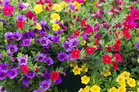 Calibrachoa Flower Seeds Heirloom Non GMO Planting - 100 pcs for planting in home garden