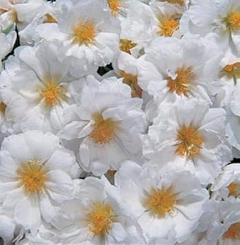 White & Pink Romantic Rose Heirloom Non-GMO Seeds for Planting