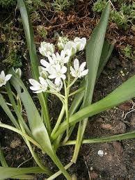 Scilla Siberica Seeds for Planting – Organic, Heirloom, Non-GMO Flower Seeds