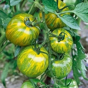 Yellow Green Tomato Vegetable Seeds for Planting heirloom & Non-GMO Seeds