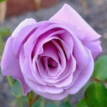 Rose Flower Seeds for Planting 100 pcs -Hierloom Flower Seeds