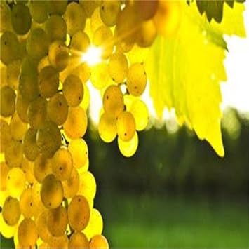 Wild Rosa Roxbunghii Fruit Seeds - Rare Fruit for Your Garden or Orchard 100 Pcs pcs