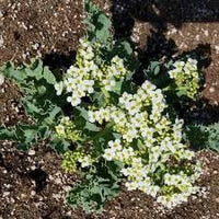Seakale Flower Seeds for Planting - NON GMO Seeds