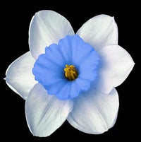 Blue White Daffodil Flower Seeds for Planting – Heirloom, Non-GMO, Vibrant Blooms