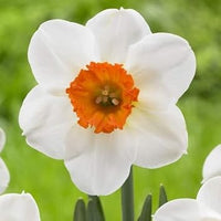 Daffodil Flower Seeds for Planting ƒ?? Orange & White, Heirloom, Non-GMO Garden Seeds for planting in your garden.