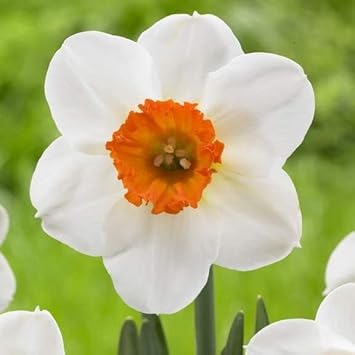 Daffodil Flower Seeds for Planting ƒ?? Orange & White, Heirloom, Non-GMO Garden Seeds for planting in your garden.