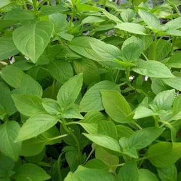 Lemon Basil Herb Seeds for Planting Scientific Name Placeholder for planting in home garden