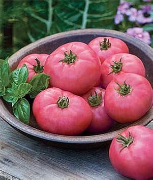 Tomato Vegetable Seeds for Planting – Soft Pink Variety 100 Pcs pcs