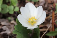 White Sanguinaria Flower Seeds for Planting - 100 pcs