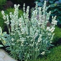 White Lavender Ellagance Plant Seeds for Planting - NON GMO Seeds for planting in home garden