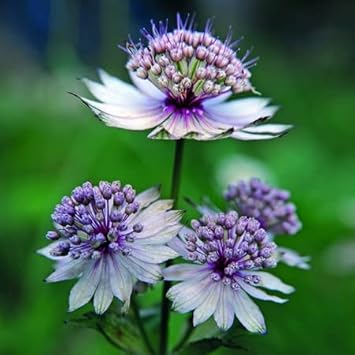 Blue Masterwort Flower Seeds for Planting - NON GMO Seeds