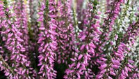 Flower (Flower scientific name) for planting in garden