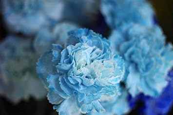 Sky Blue Carnation Flower Seeds - 100 pcs