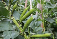 Mixed bean Phaseolus spp. seeds for garden planting