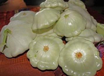 New Fresh 25pcs Green Tint Scallop Fruit Seeds - Exotic Scallop Fruits for Your Backyard 100 Pcs pcs