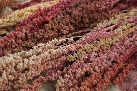 Heirloom Non-GMO Quinoa Flower Seeds for Planting – Edible Blooms and Grain for Home Gardens - Non-GMO for planting in home garden
