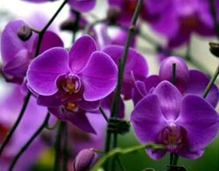 Purple Butterfly Orchid Seeds for Planting - NON GMO Seeds