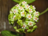 Green White Hoya Flower Seeds Light Green for Planting, NON GMO Seeds