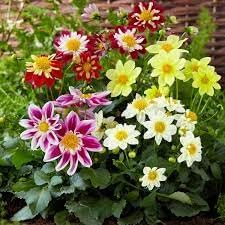 Dahlia Flower Seeds Heirloom Non GMO Planting - 100 pcs for planting in home garden
