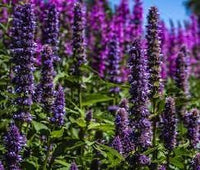 Agastache Rugosa Plant Seeds for Planting - 100 pcs