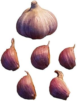 Red Garlic Seeds for Planting - 100 Pcs pcs