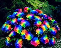 Crisantemos Flower Seeds for Planting ƒ?? Organic, Heirloom, Non-GMO Chrysanthemum Seeds for planting in your garden.