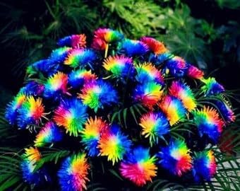 100 Pcs