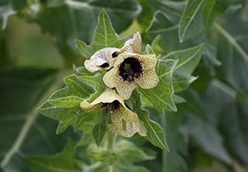 Cream Henbane Flower Seeds for Planting, 100 pcs seeds for planting in home garden