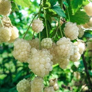 White blackberry fruit seeds