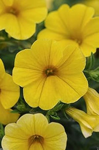 Yellow Calibrachoa Seeds for Planting â€“ Organic, Heirloom, Non-GMO Flower Seeds for planting in home garden
