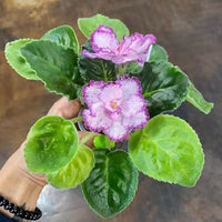 Purple White African Violet Seeds for Planting – Organic, Heirloom, Non-GMO Flower Seeds