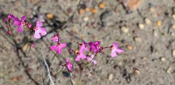 Heirloom Non-GMO Pink Utricularia Flower Seeds for Unique Garden Displays and Bog Planting