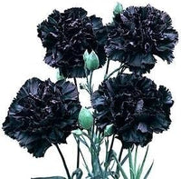 Black Carnation Flower Seeds – Heirloom, Non-GMO Seeds for Planting Elegant Garden Blooms