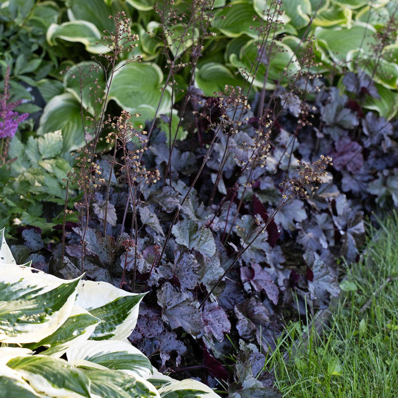 Black Obsidian Plant Seeds – Heirloom, Non-GMO Rare Garden Seeds for Easy Planting seeds for planting in home garden