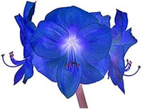 Blue Hippeastrum Flower Seeds for Planting â€“ NON GMO Seeds
